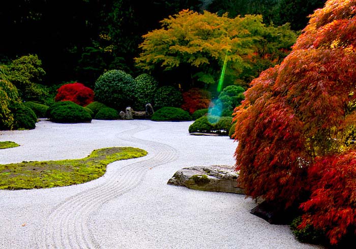 red maple zen garden tree